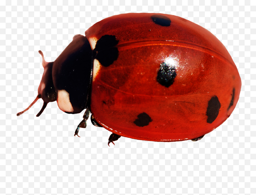 Ladybug Clipart - Ladybug Png,Lady Bug Png