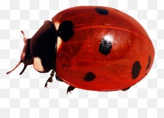 Ladybug Clipart - Ladybug Png,Lady Bug Png