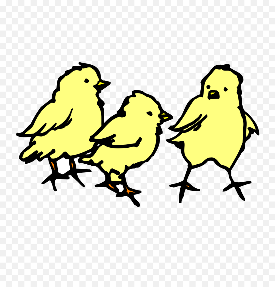 Chicks Baby Yellow - Free Vector Graphic On Pixabay Baby Chicks Clip Art Png,Chickens Png
