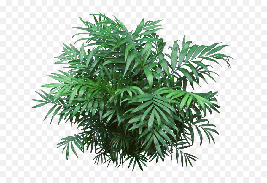 Jungle Plants Png 4 Image - Transparent Jungle Plants Png,Jungle Png