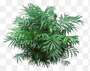 Jungle Plants Png 4 Image - Transparent Jungle Plants Png,Jungle Png