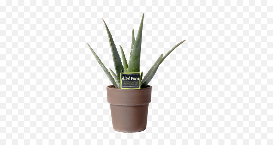 Aloë Aloe Vera Plant Self - Aloe Vera Plant Kopen Png,Aloe Vera Png