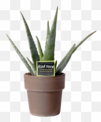 Aloë Aloe Vera Plant Self - Kopen png