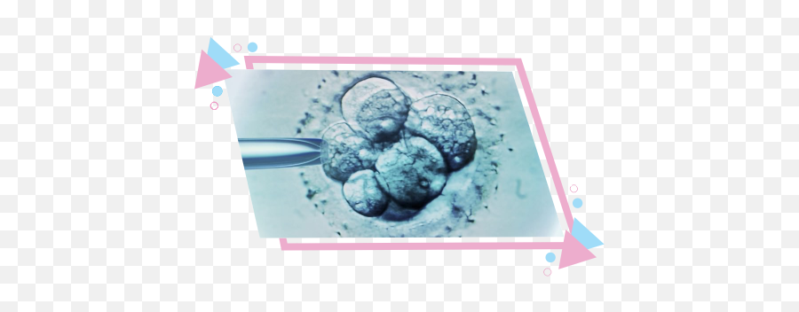 Frozen Embryo Transfer Treatment Center In Chennai India - In Vitro Fertilization Png,Embryo Png