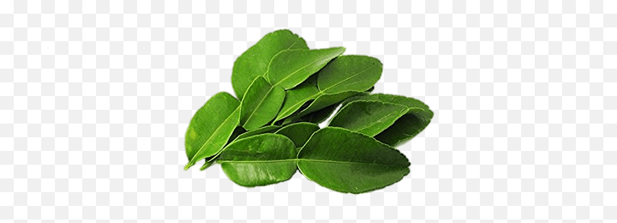 Kaffir Lime Leaves Transparent Png - Stickpng Thai Lime Leaves,Tea Leaf Png