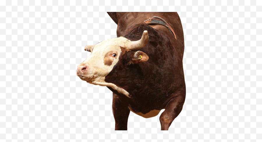 Time Bomb - Time Bomb Bull Pbr Png,Time Bomb Png