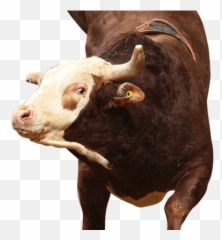 Time Bomb - Time Bomb Bull Pbr Png,Time Bomb Png