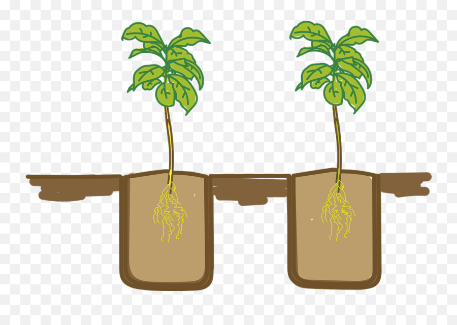 Plants Seedlings Sow - Free Vector Graphic On Pixabay Profundidad De Siembra De La Semilla Png,Seedling Png