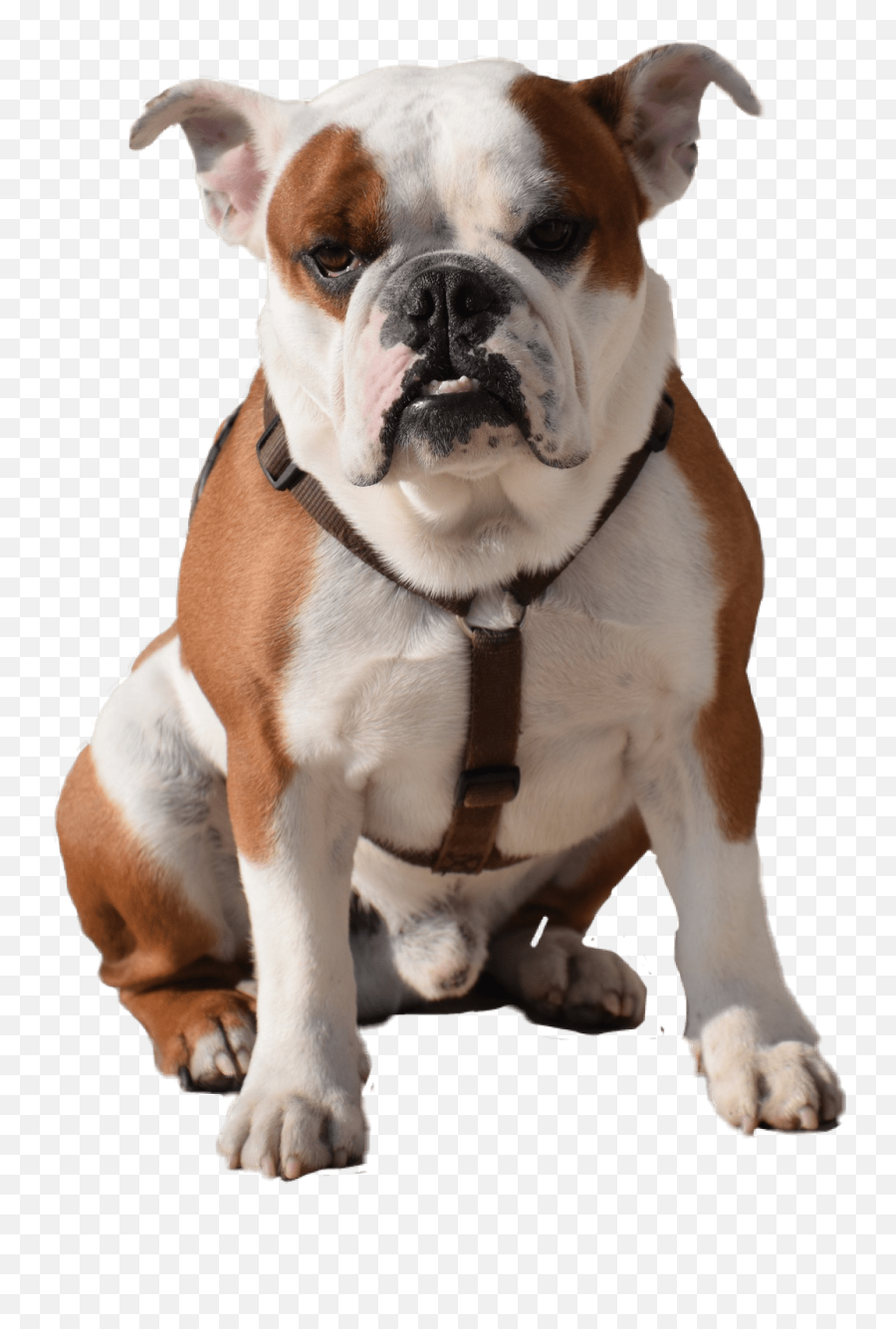 Cute Puppies And Dogs Book - Bulldog Dog Png,Dog Sitting Png