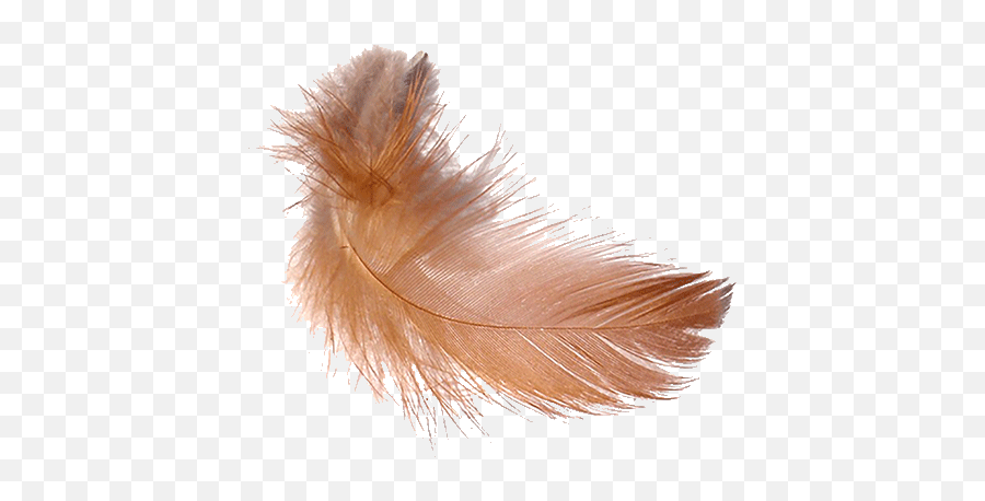Free Press Wv - Brown Chicken Feathers Png,Feathers Png