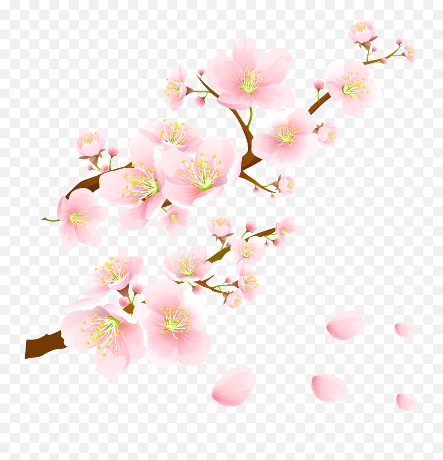 Sakura Png Alpha Channel Clipart Images