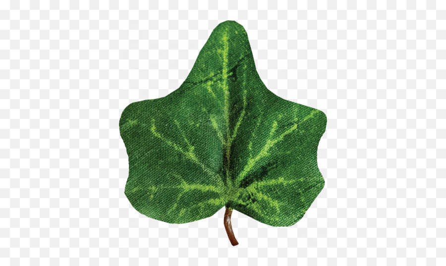 Ivy Leaf Graphic By Janet Kemp Pixel Scrapper Digital - Plant Pathology Png,Ivy Leaf Png