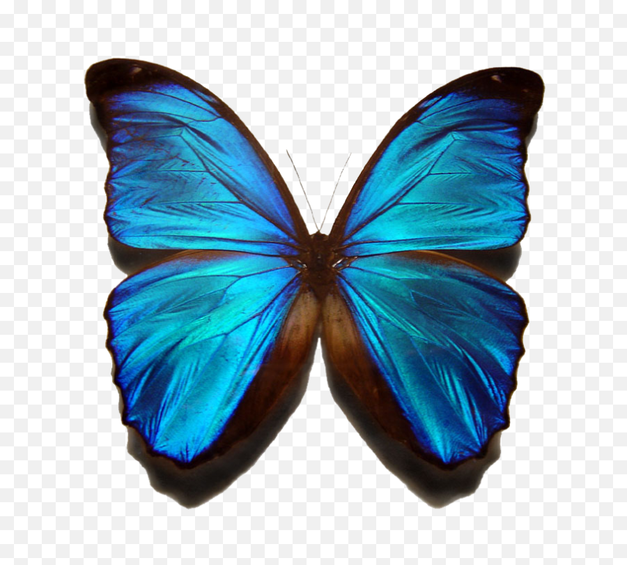 Png Images Blue Morpho Butterfly - Png Transparent See Blue Morpho Butterfly Transparent Background,Butterfly Transparent