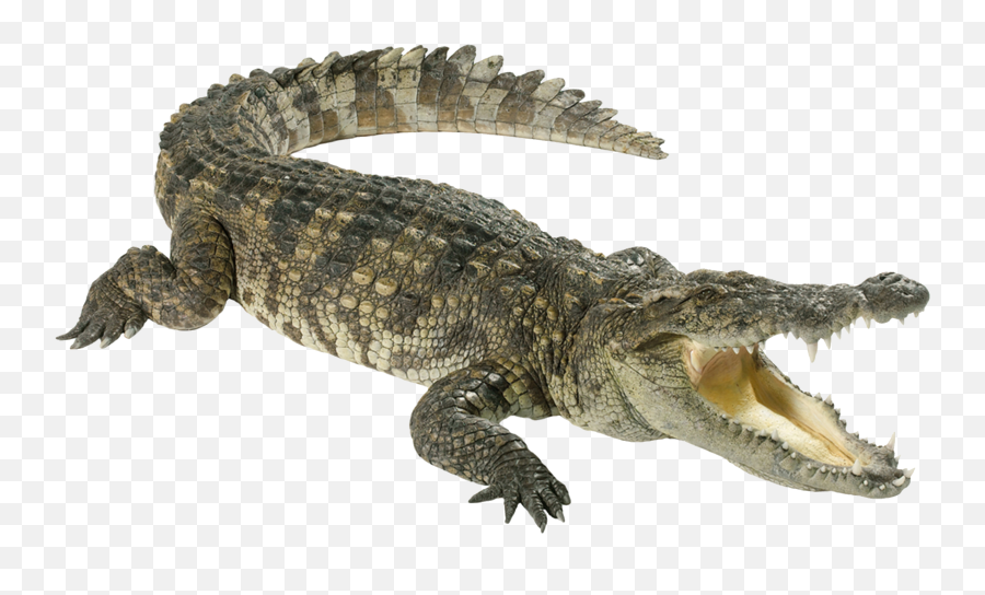 Crocodile Png - Crocodile Png,Croc Png