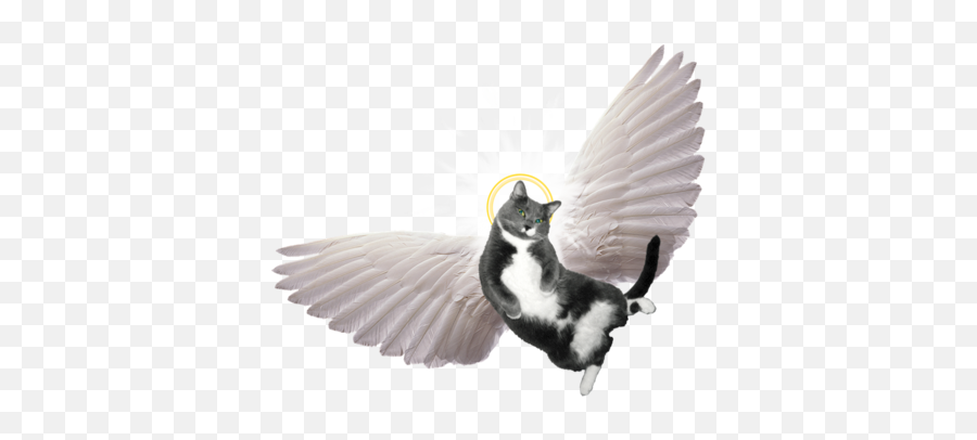 Download Angel Wings For Cats Png - Spiritled Preaching Cat With Wings Clipart,Angle Wings Png