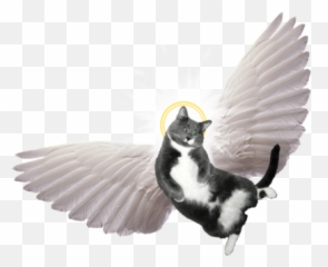 Download Angel Wings For Cats Png - Spiritled Preaching With Clipart