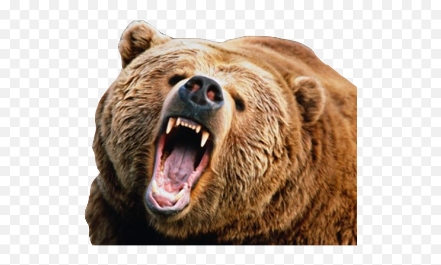 Animals Png Images Mart - Angry Bear Png,Angry Bear Icon