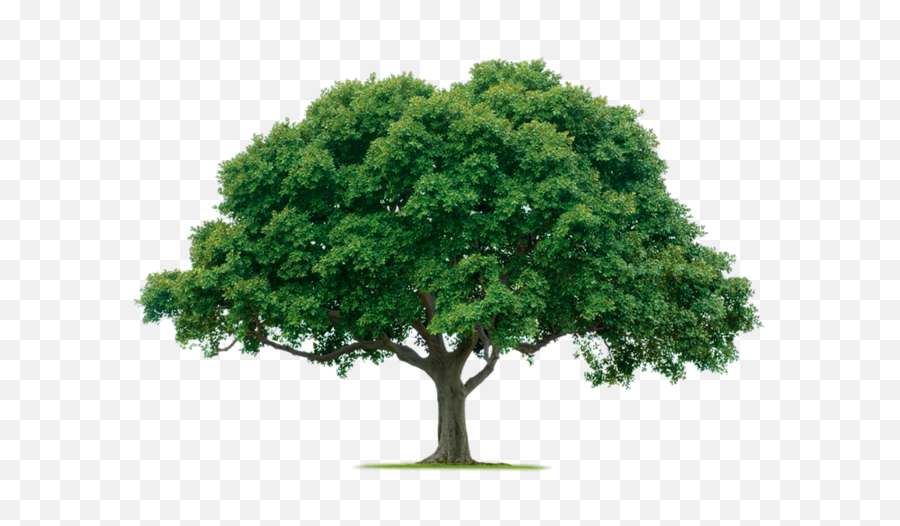 Forest Trees Png Image - Tree Png,Forest Trees Png