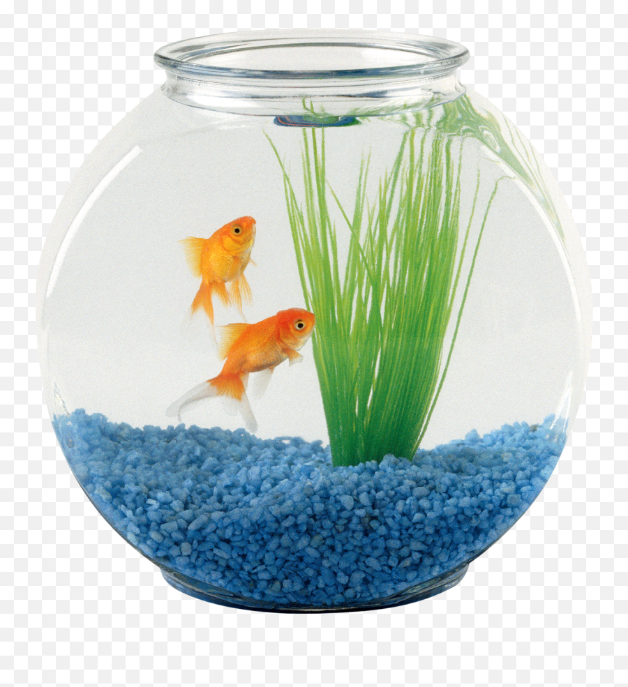 Pet Sitting Oranda Aquarium Fish - Fish In A Bowl Png,Tank Transparent Background