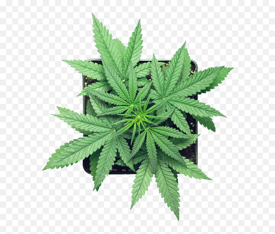 Home Png Cannabis Leaf
