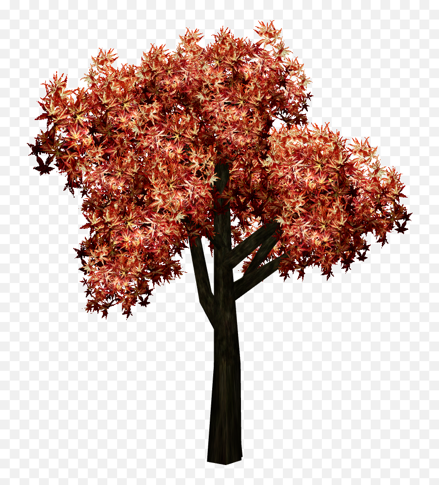 Japanese Maples - Japanese Maple Transparent Background Png,Japanese Maple Png