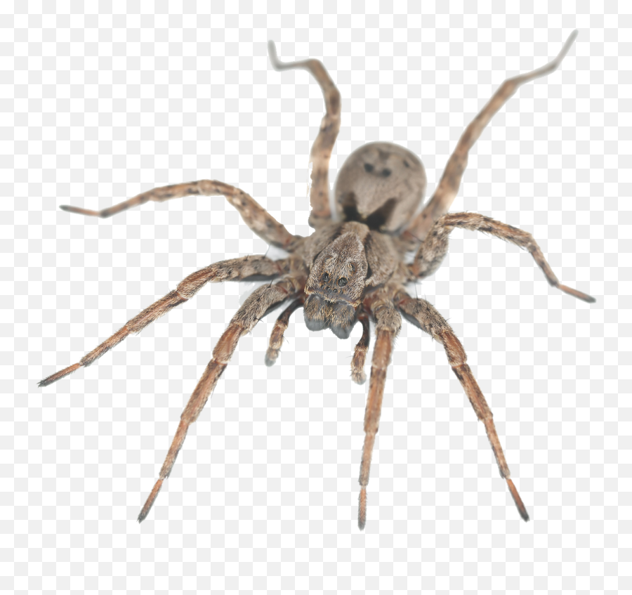 Download Wolf Spider House Spiders - Full Size Png Image Spiders Png,Spider Transparent