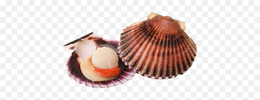 Scallop - Harvesting Scallops In Shells Png,Scallop Png