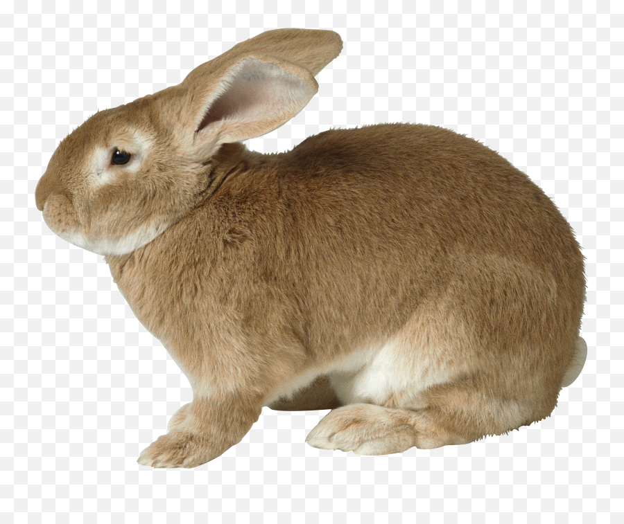 Fat Rabbit Transparent Png - Rabbit Png,Rabbit Transparent