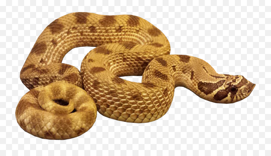 Hognose Anaconda Snake Transparent - Transparent Background Snake Gif Png,Snake Transparent Background