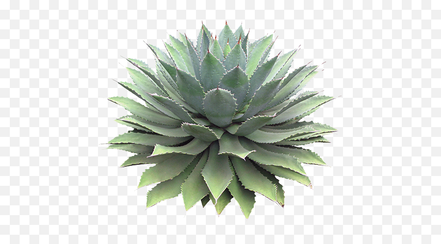 Transparent Agave Yebbi Gongju Succulents Garden - Agave Photoshop Png,Agave Png