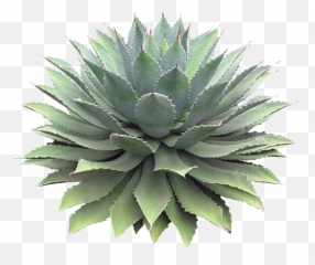 Transparent Agave Yebbi Gongju Succulents Garden - Agave Photoshop Png,Agave Png