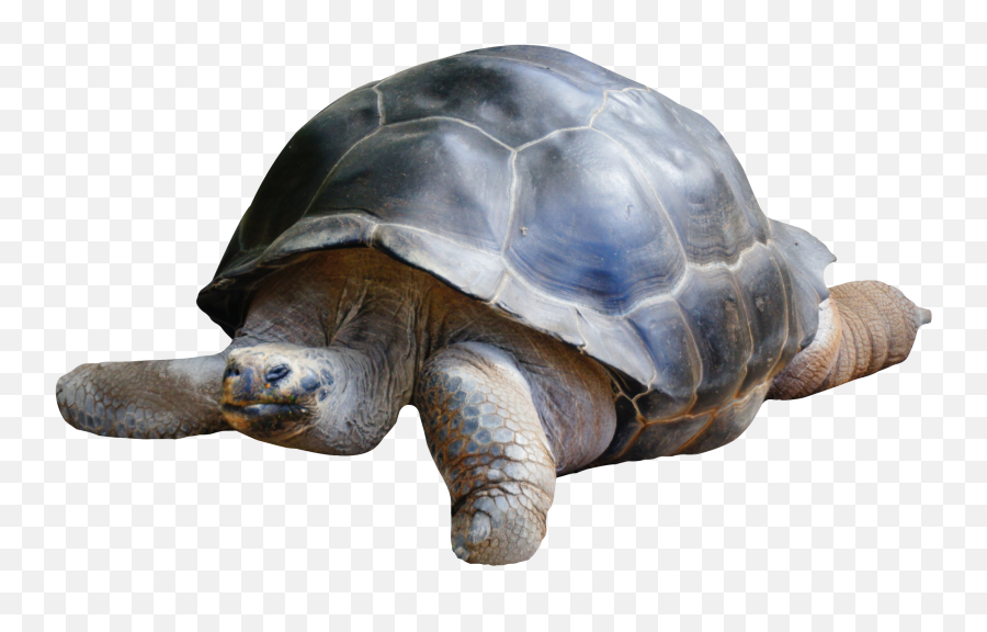 Download Tortoise Png Image For Free - Terrapin Png,Tortoise Png