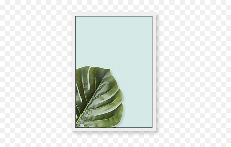 Monstera Deliciosa 1b - Stonecrop Family Png,Monstera Leaf Png