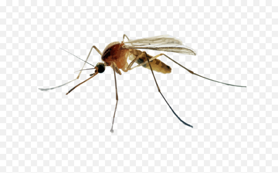 Download Hr Mosquitoes - Mosquito In The Uk Png Image With Types Of Mosquitoes In California,Mosquito Transparent Background