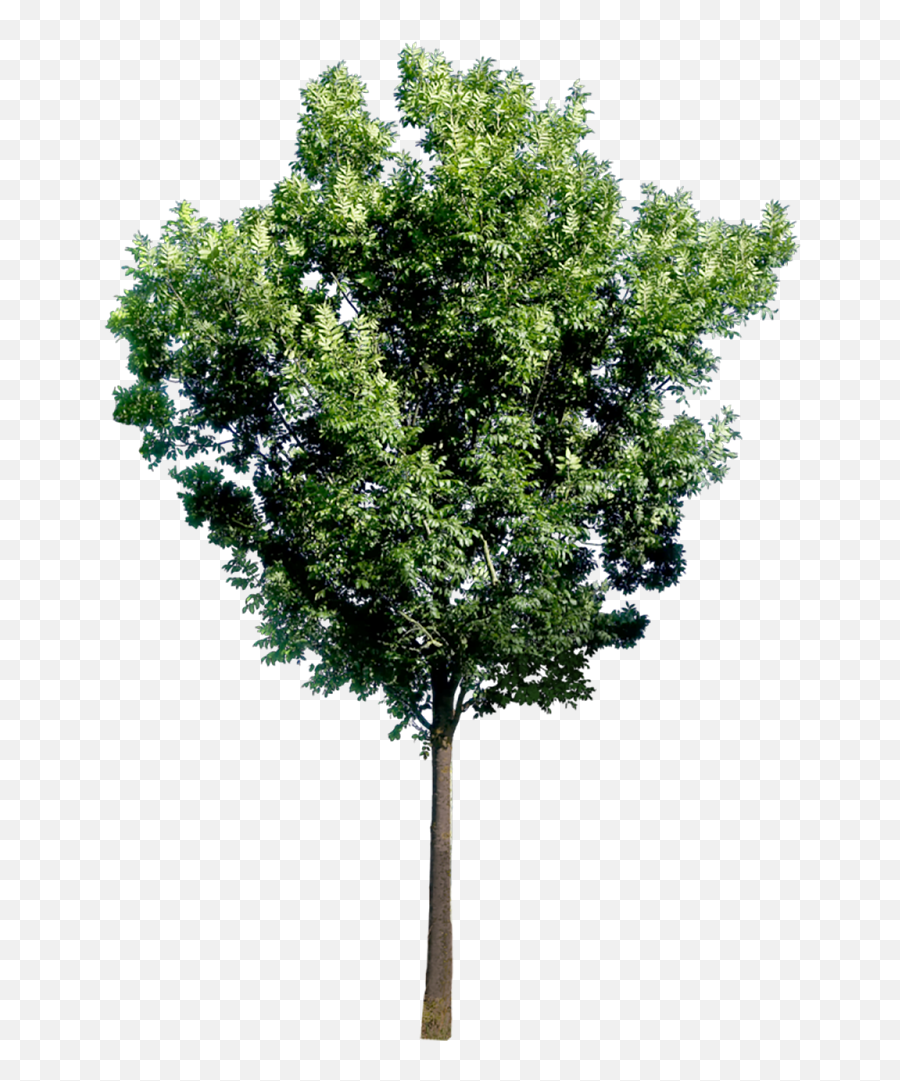 Bim Object - Image Entourage Tree 34 Plants 2d Images Tree Elevation Photoshop Png,Tree Cutout Png