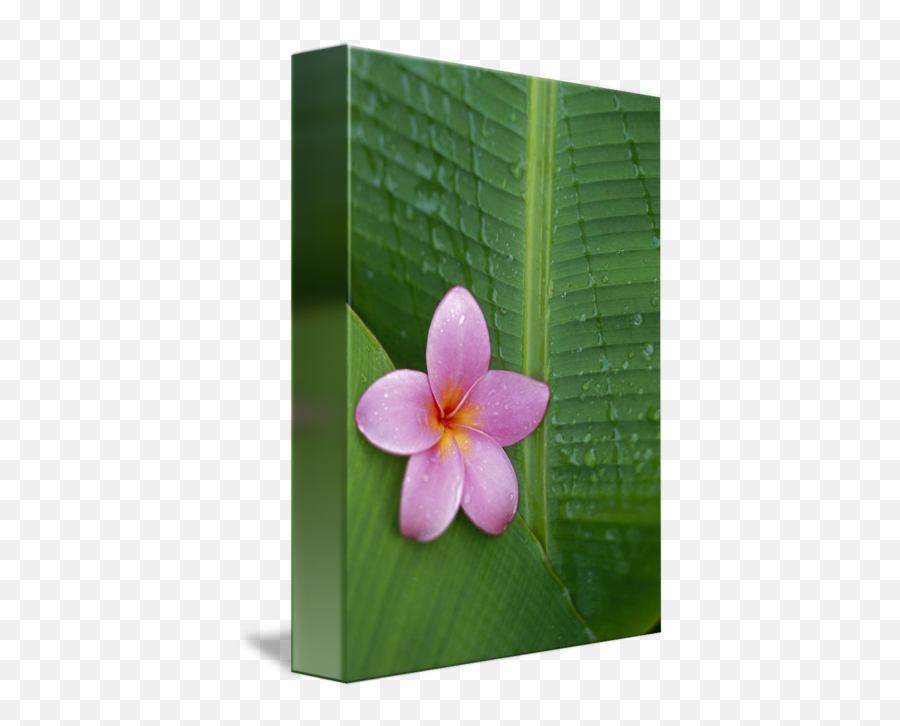 Pink Plumeria Flower - Frangipani Png,Plumeria Flower Png