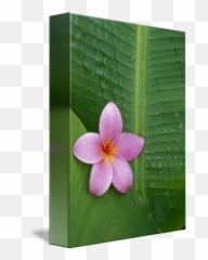 Pink Plumeria Flower - Frangipani Png,Plumeria Flower Png