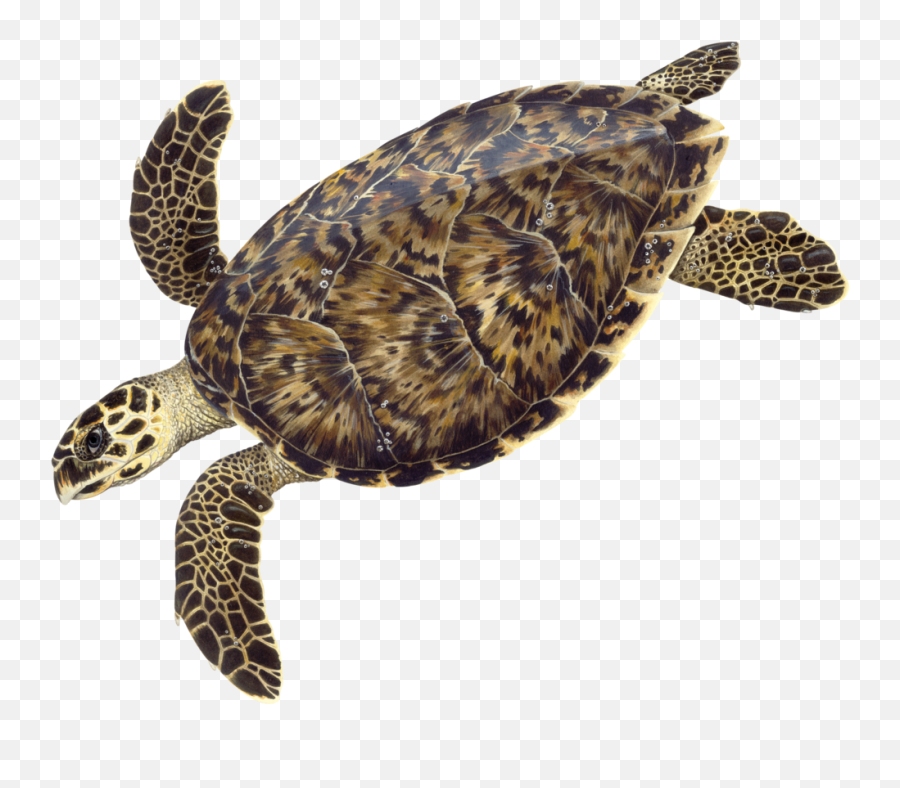 Sea Turtles - Hawksbill Sea Turtle Illustration Png,Sea Turtle Png