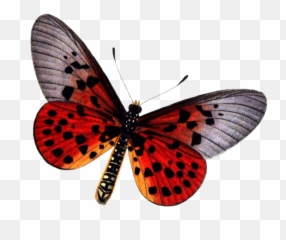 Icon Clipart Png Transparent Background - Red Butterfly