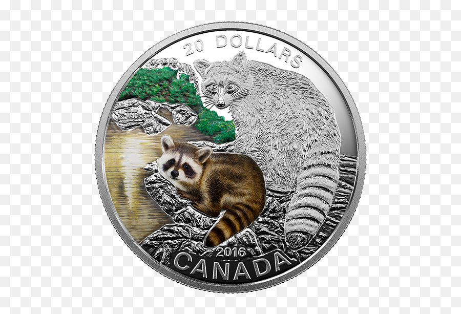 Baby Animals Raccoon - Mintage Animals On Canadian Coins Png,Raccoon Transparent Background