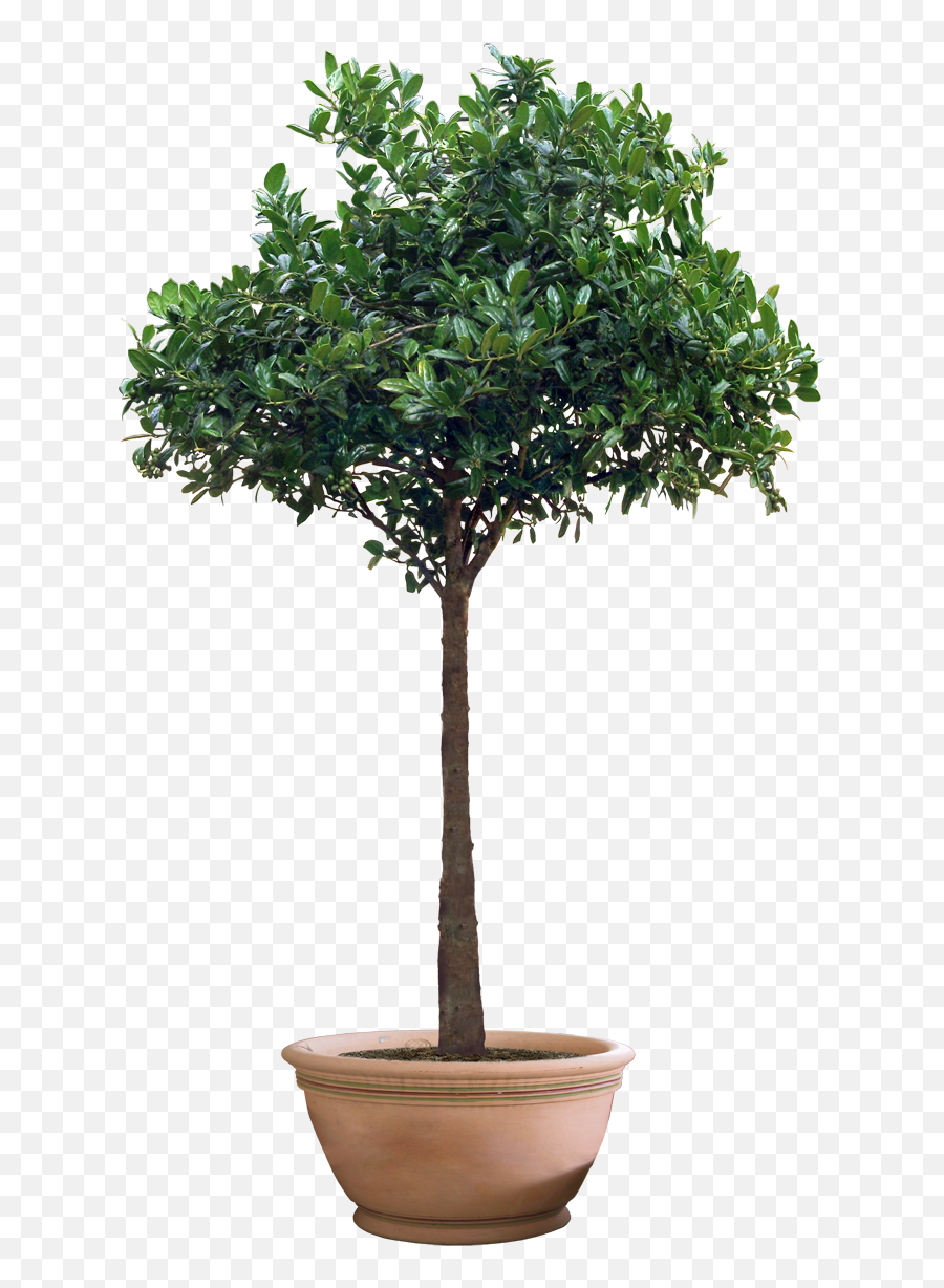 Png Images Pngs Plant Plants - Transparent Potted Tree Png,Plants Png