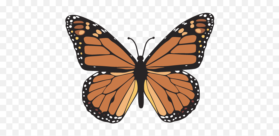 Cropped - Vector Monarch Butterfly Svg Png,Monarch Png