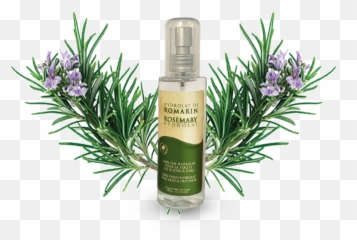 Azoor Rosemary Floral Water Hydrolat - Herbal Distillate Png,Rosemary Png