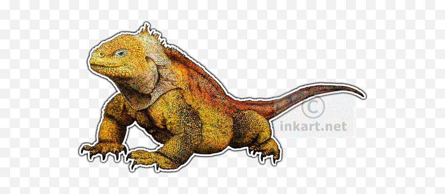 Chameleons Dragons And - Galapagos Land Iguana Transparent Background Png,Iguana Transparent Background