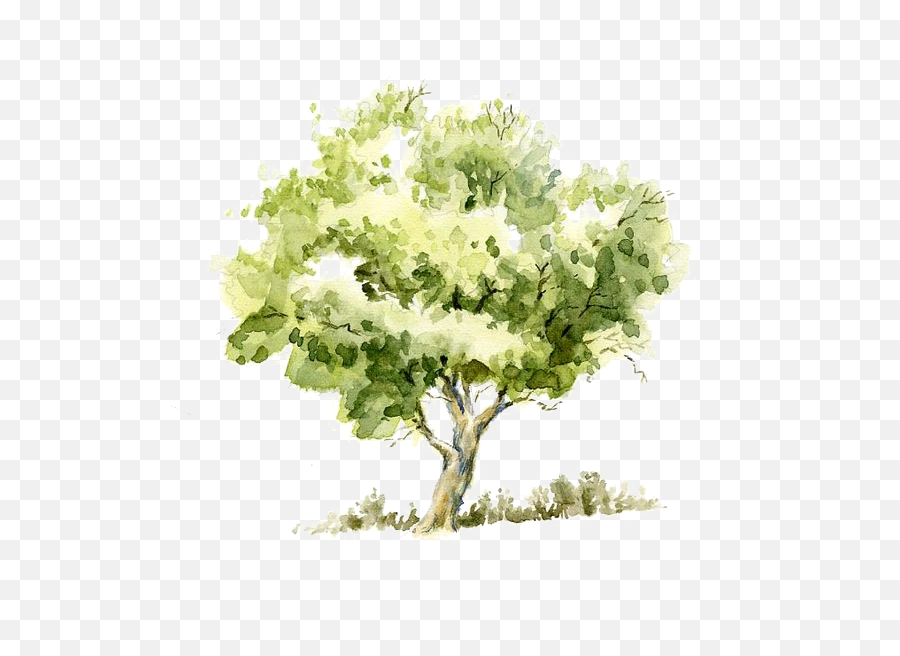 Tree Trees Watercolor Painting Drawing - Transparent Watercolor Tree Png,Tree Drawing Png