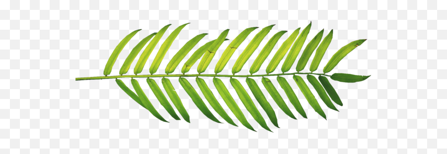 Palm Branch Trees Palmleaf - Lifestyle Blog Cover For Facebook Png,Palm Branch Png