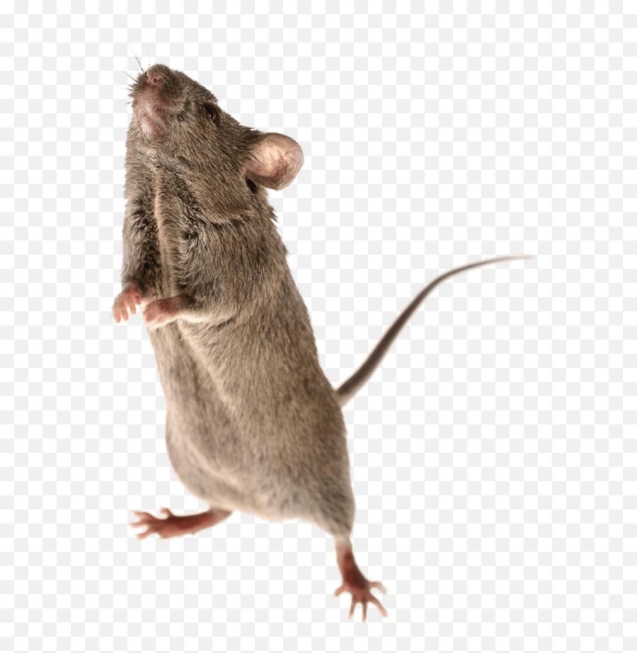 Mouse Animal Png - Brown Rat,Mouse Animal Png - free transparent png images  