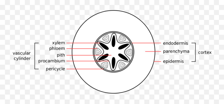 Everything You Ever Wanted To Know About Plants Part 4 - Transverse Section Of A Root Diagram Png,Tree Root Png