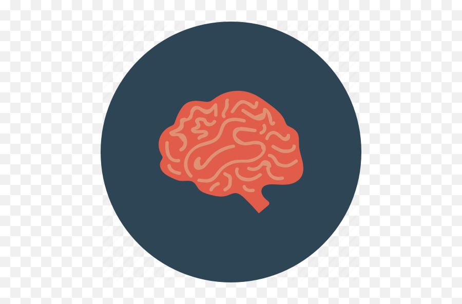 Brain Mri Ct Scan Human - Brain Png,Brain Icon