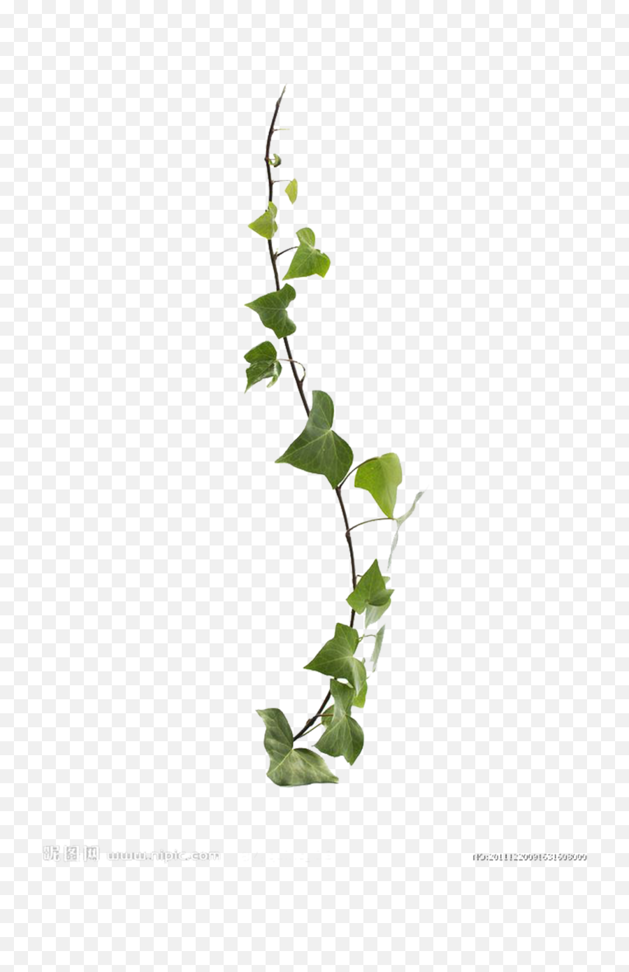 Common Ivy Virginia Creeper Vine Leaf - Vine Plant Png,Creeper Transparent